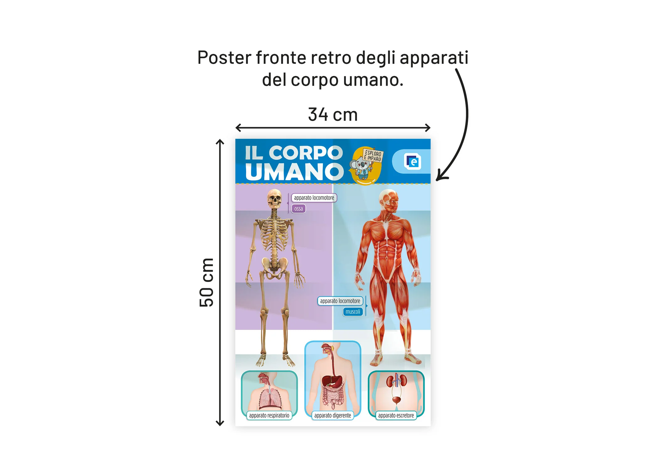 Il corpo umano - Image 2