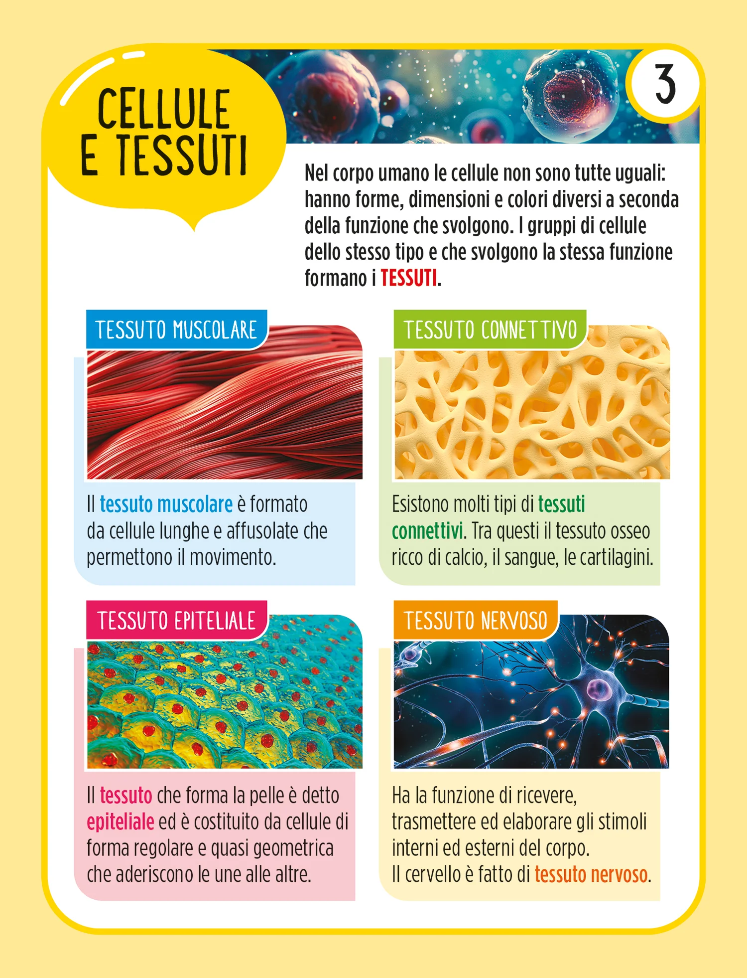 Il corpo umano - Image 5
