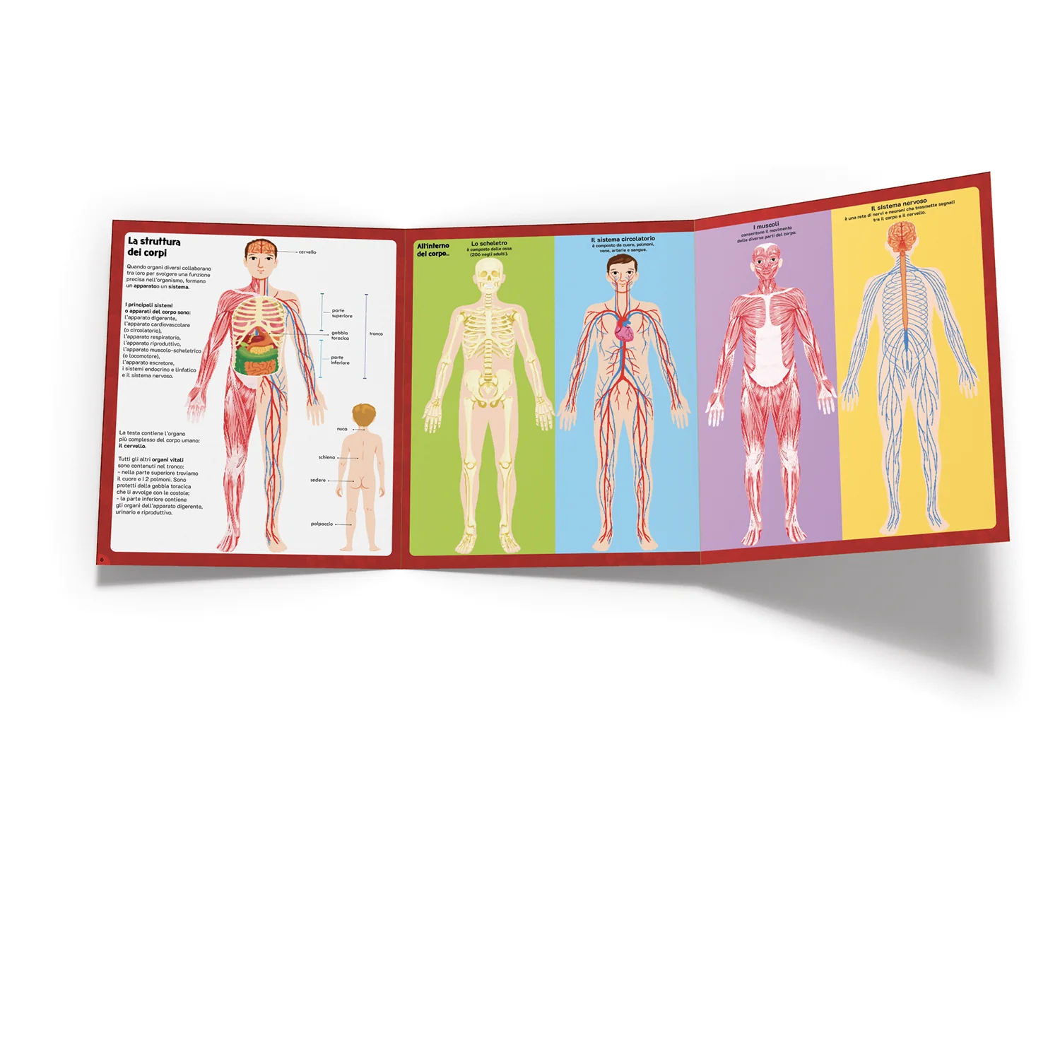 Il corpo umano - Image 3