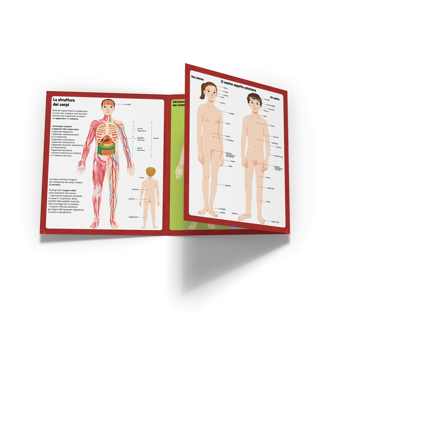 Il corpo umano - Image 4
