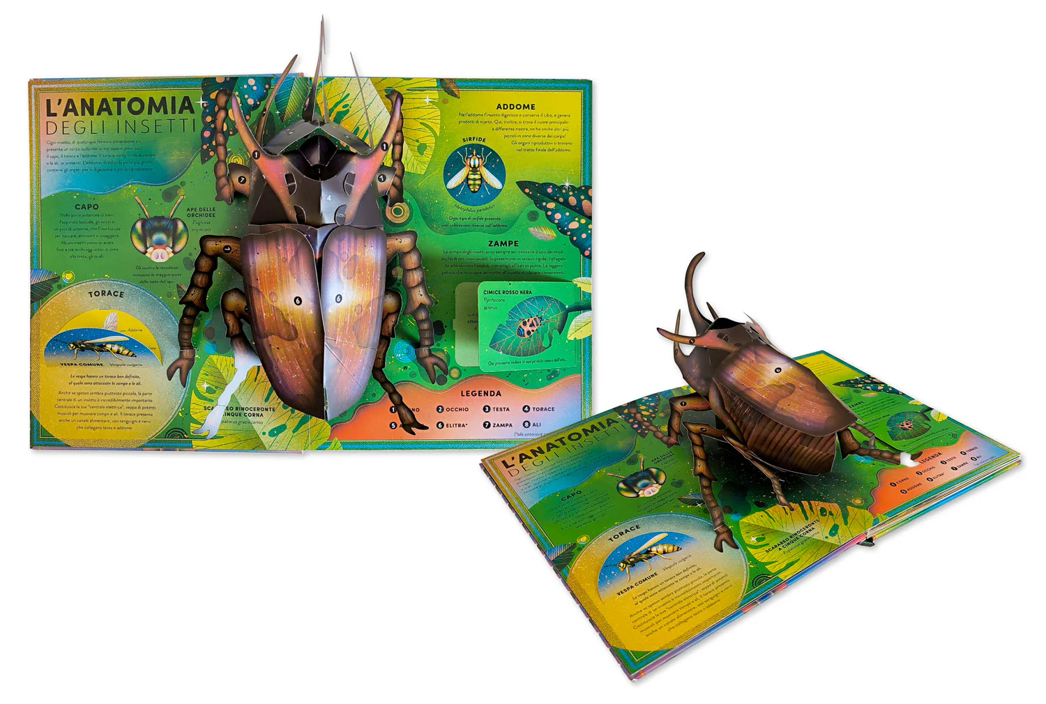 L’incredibile pop-up degli insetti e altri invertebrati - Image 3