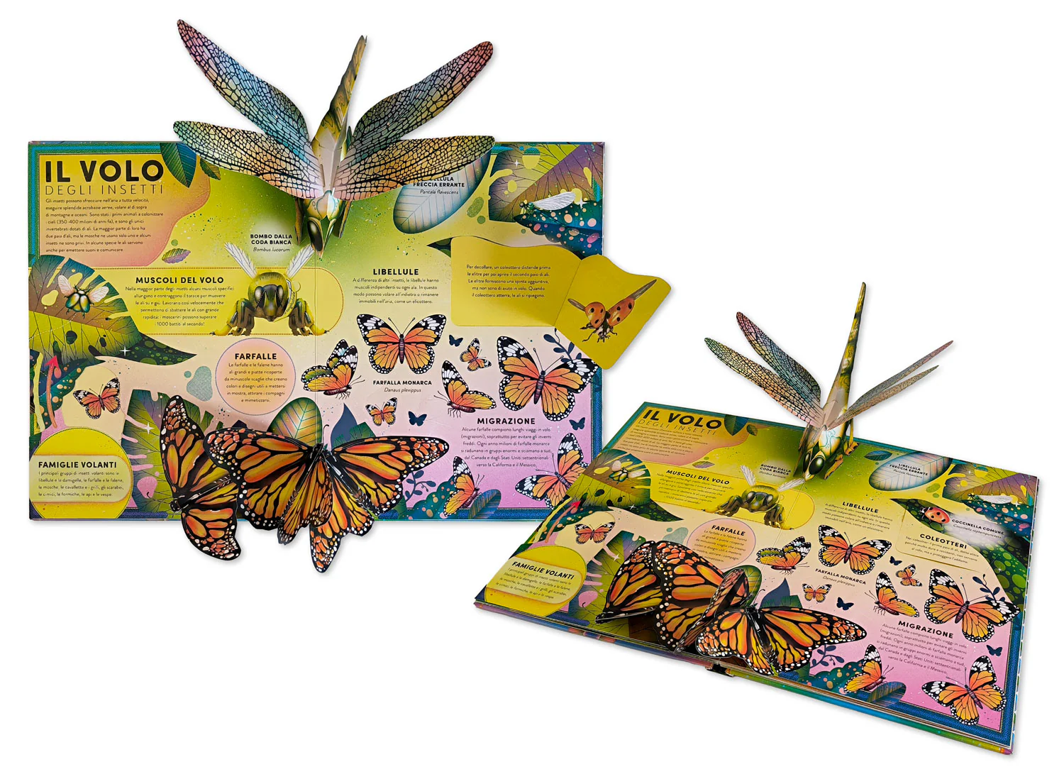 L’incredibile pop-up degli insetti e altri invertebrati - Image 4