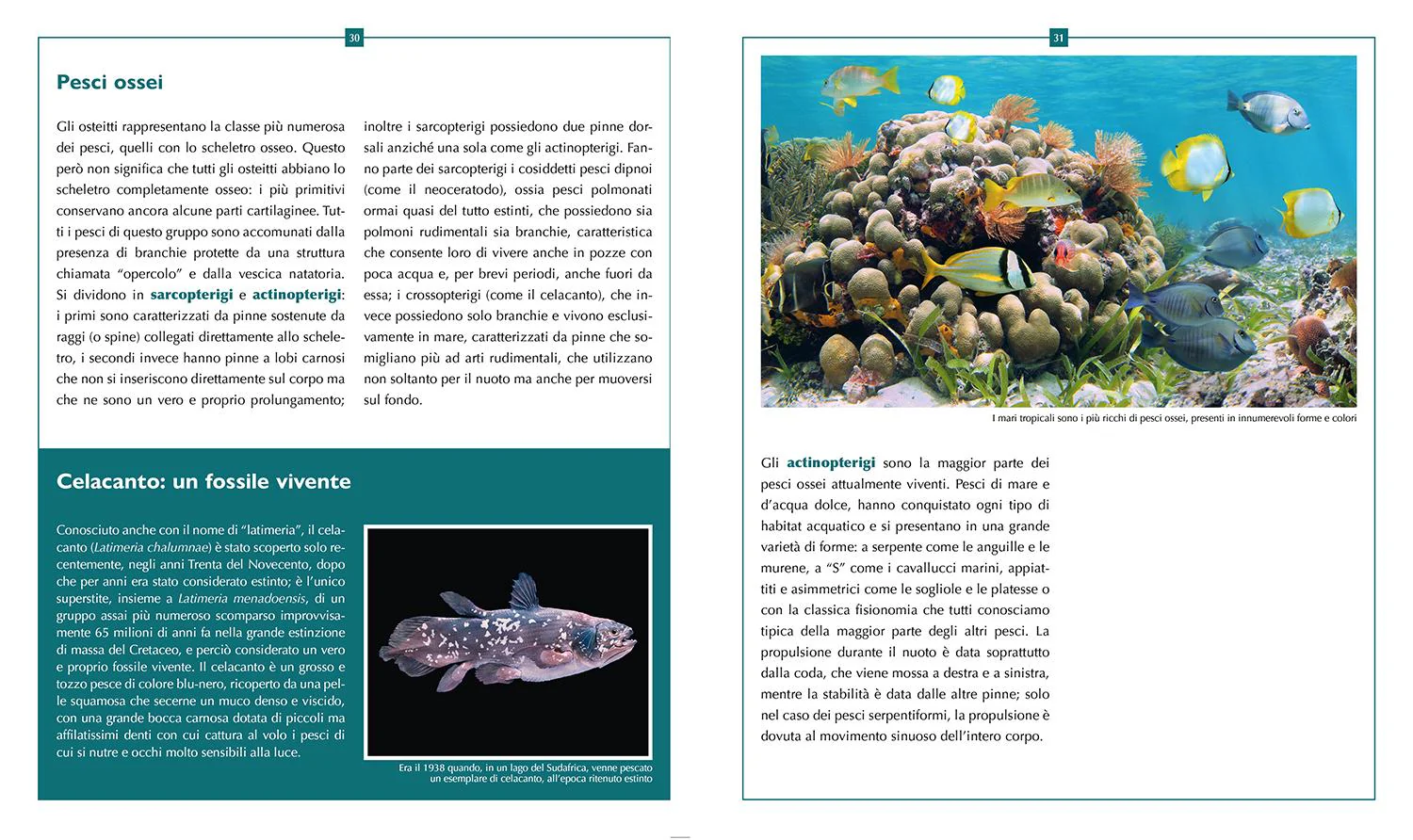L'enciclopedia dei pesci - Image 5