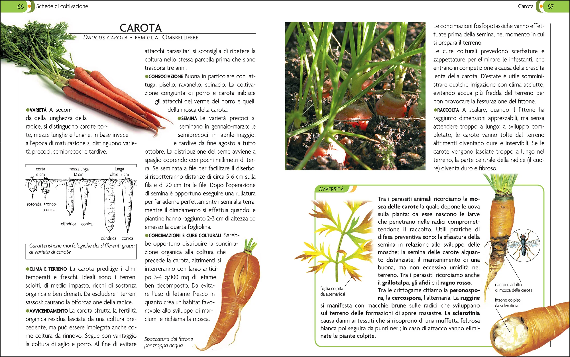 L'Orto - Image 4