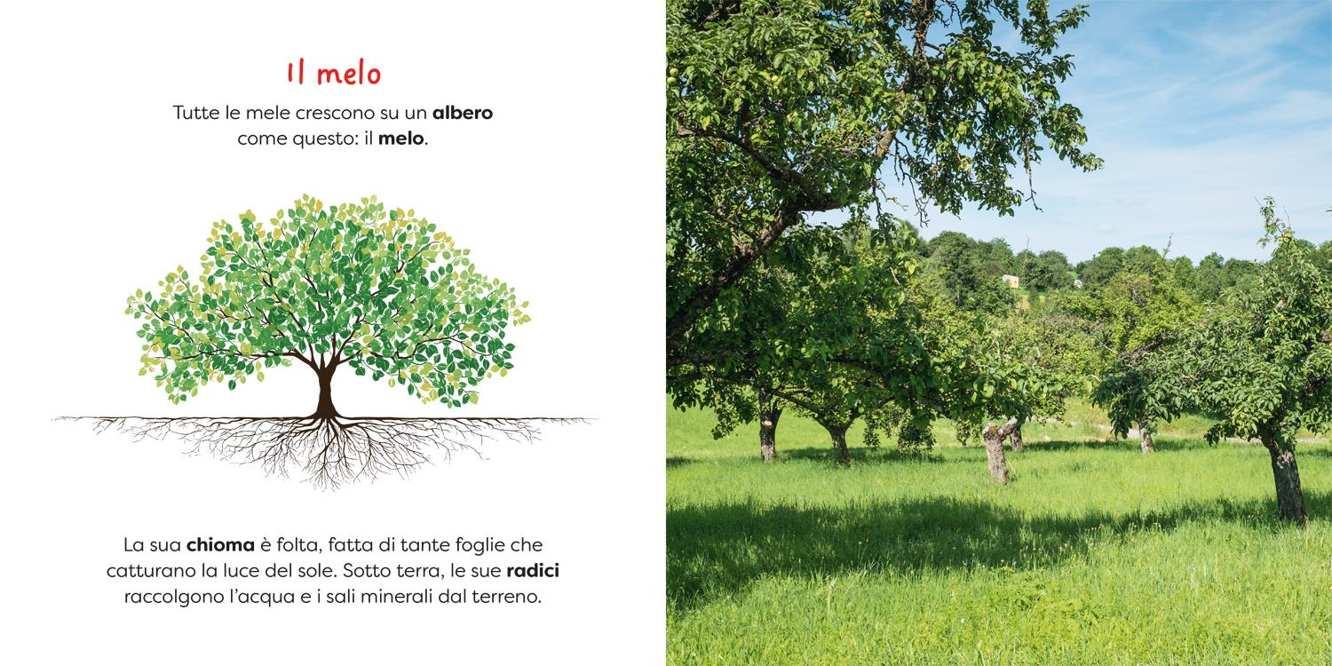 Mela. il piacere dell'osservazione, l'emozione della scoperta! - Image 4