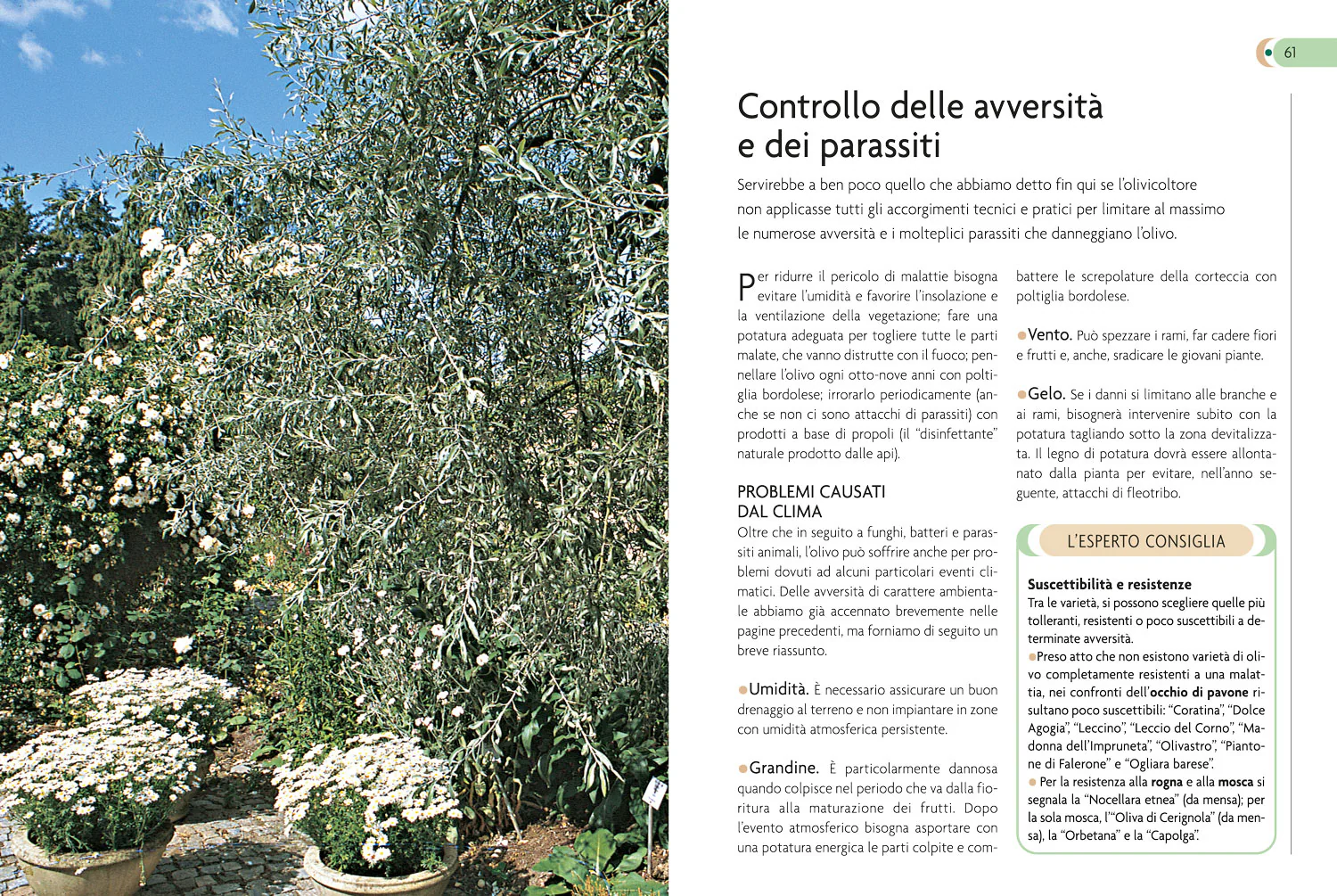 Olivo. Coltivazione, raccolta e utilizzo - Image 4