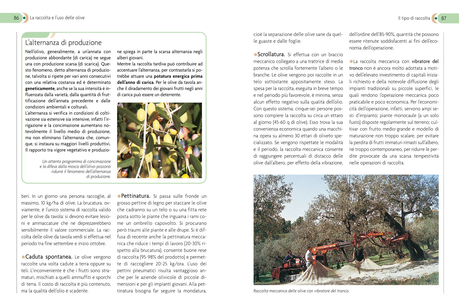 Olivo. Coltivazione, raccolta e utilizzo - Image 5