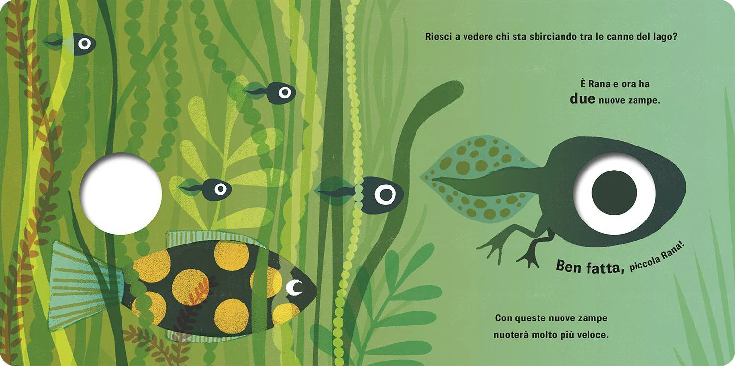 Rana - Image 5