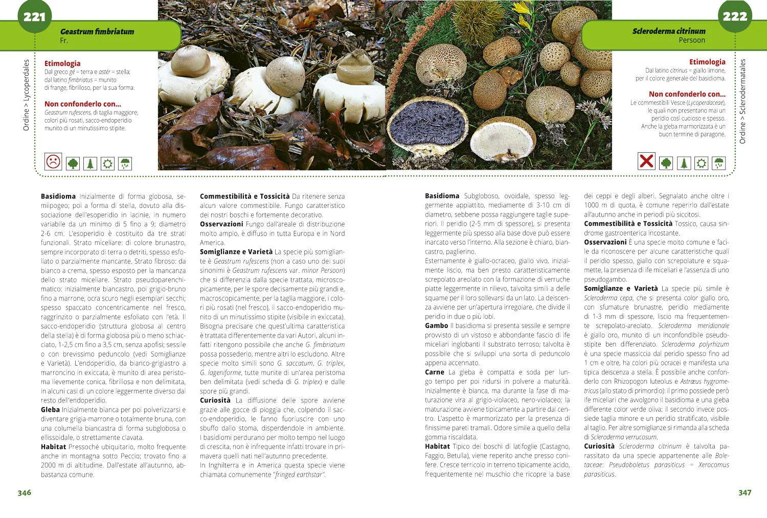 TUTTO FUNGHI - Image 5